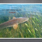Slideshow.006