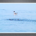 Slideshow.034