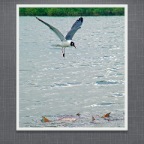 Slideshow.035