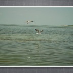 Slideshow.036