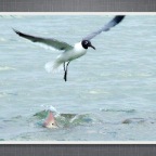 Slideshow.041